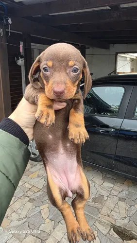 Filhotes dachshund (linguicinha) - Chocolate