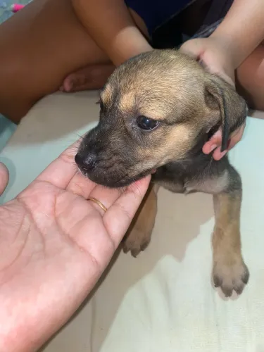 Doação filhote macho