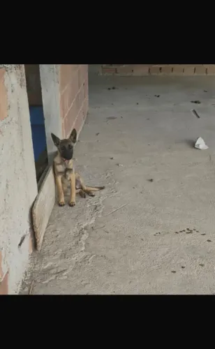 Pastor belga Malinois