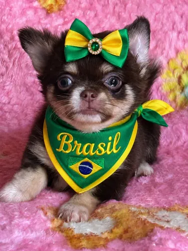 Filhote dê chihuahua 