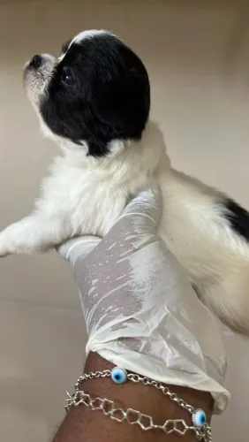 Chihuahua Pelo Longo Filhotes 