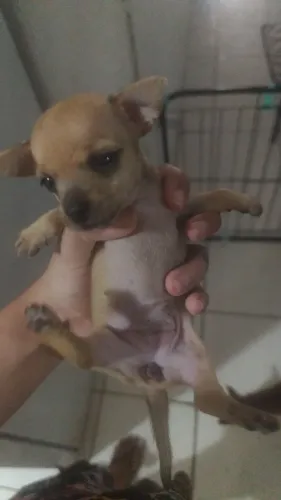 Filhote de pinscher 