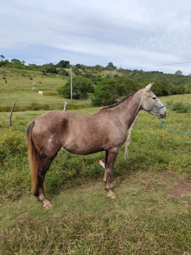 Égua mangalarga