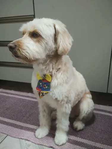 Doação de cachorro macho