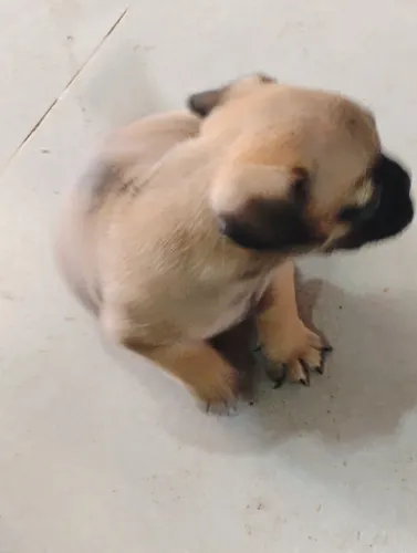 Vendo filhote de pug
