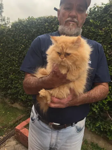 Fêmea persa com pedigree