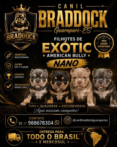 American Exótic Bully Nano 