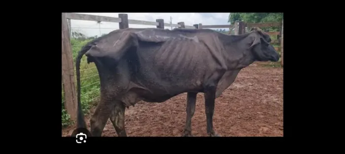 Compro vacas de descarte 