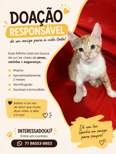 Doação de gatos