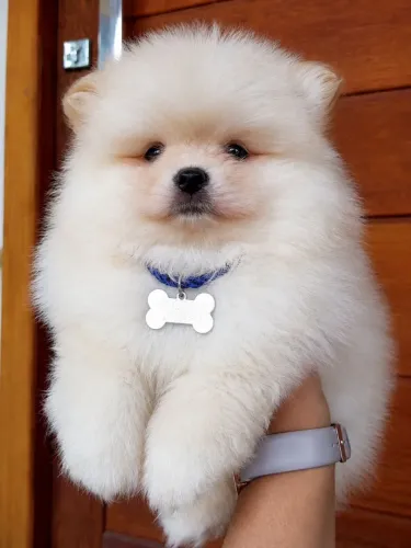 Lulu da Pomerânia/ Spitz Alemão