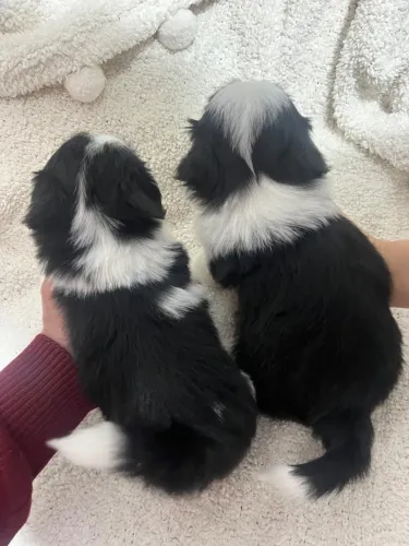 Filhote de Shih Tzu - Macho