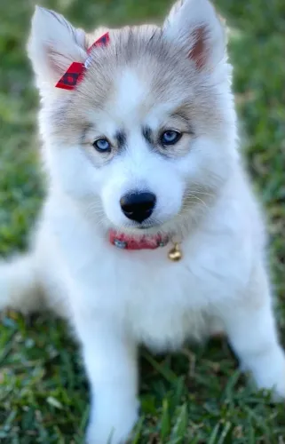 Husky Siberiano - Estrela Pronta Para Brilhar No Seu Lar 