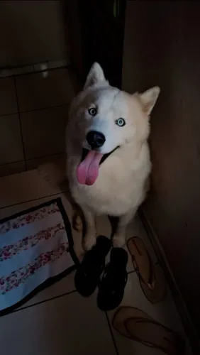 Husky Siberiano 