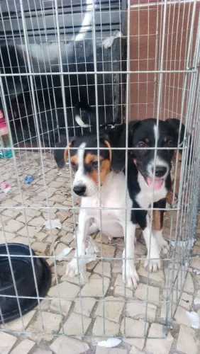 Filhotes de cachorro SRD