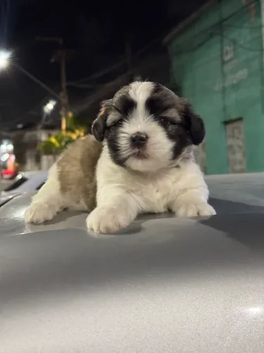 Shihtzu