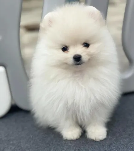 Cachorro Spitz Alemao filhote saudavel criado com todo cuidado