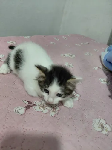 Gatinha para doação