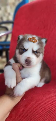 Filhotes de husky siberiano Wooly com pedigree
