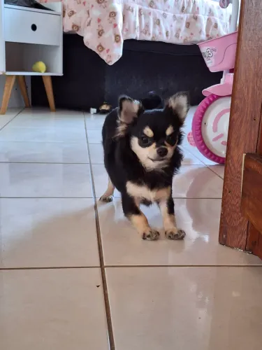 Vendo chihuahua
