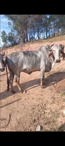 Vaca Gir Pura