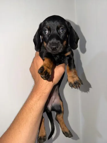 Filhote Fêmea - Dachshund/Basset/Cofap/Salsicha/Teckel