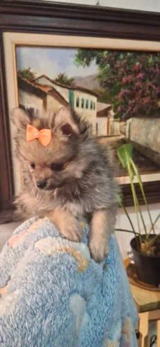 Lulu da pomerania fêmea e machinho