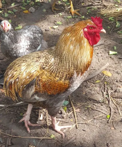 Galo Suro