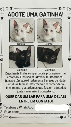 ADOÇÃO DE GATO