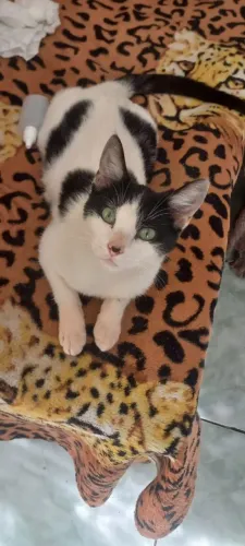 Gatinha para adoção