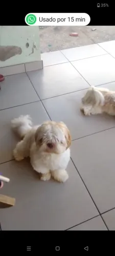 Shitzu macho figo 