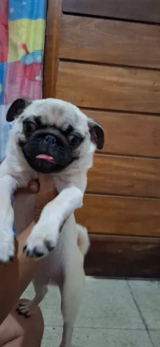 Filhote de PUG macho abricot 