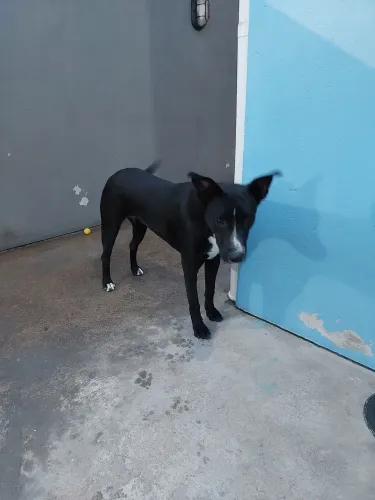 Estou doando essas duas cachorras. São bém dócil.  Ja estão castrada. 