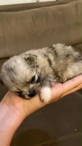 Lulu da pomerania fêmea anã