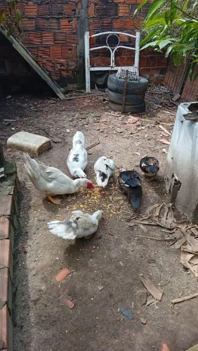 Patos para venda ou troca em galinhas 