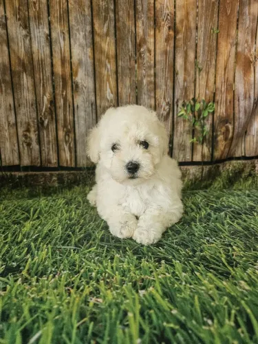 Poodle toy macho
