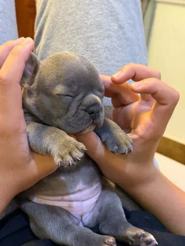 Filhote de Bulldog francês