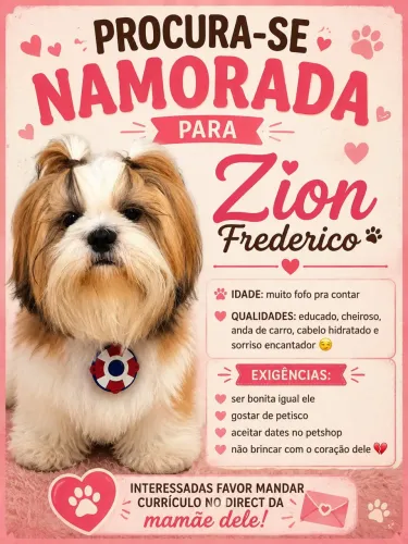 Procura-se namorada para Shih Tzu