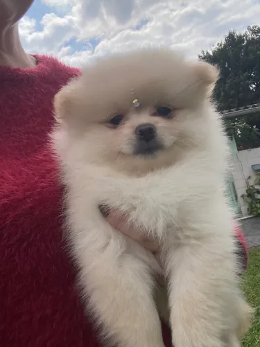 Filhote fêmea de Lulu da Pomerania