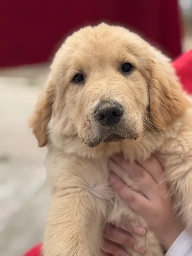 Golden retriever