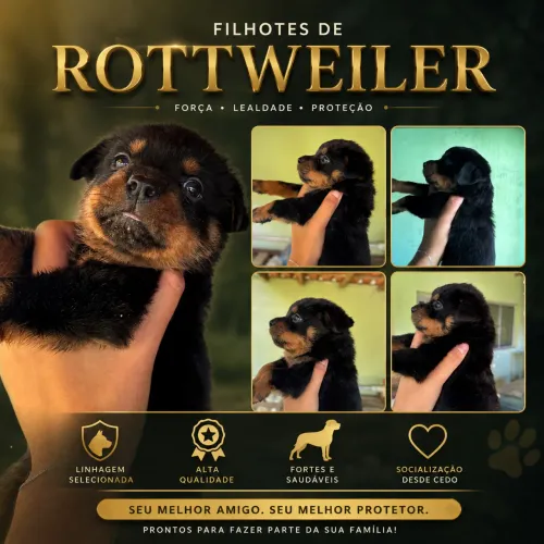 Filhote de rottweiler - macho