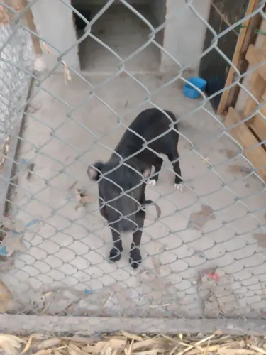 Doação de Cane Corso