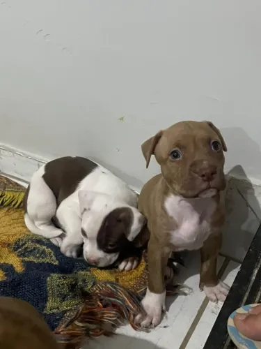 VENDO FILHOTE DE PITBULL