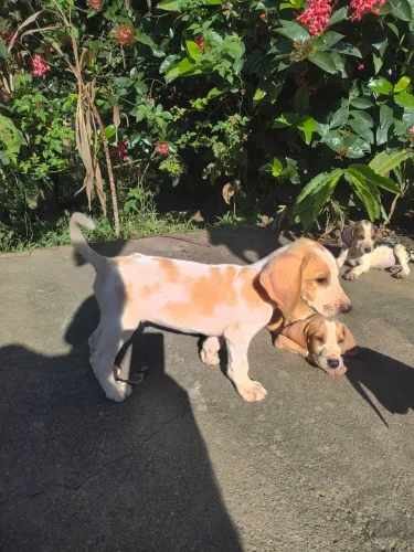 Filhotes Fox Hound Americano 