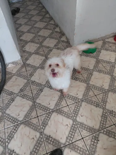 DOAÇÃO DE UMA CADELINHA DE 4 ANOS.