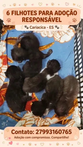 Doação de filhotes de gatos
