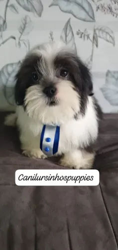 lhasa apso referencia na criação da raça entrega já