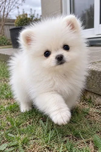 Spitz Alemão