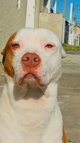 Doação de Pitbull castrado