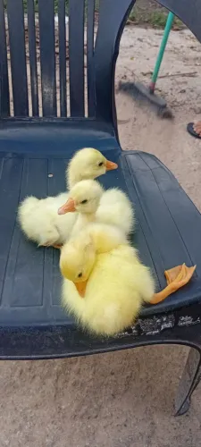 Vendo filhotes de ganso sinaleiro!