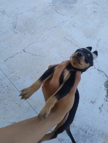 Cachorrinha Pincher fêmea disponível